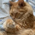 Thumbnail of related posts 163