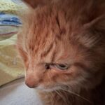 Thumbnail of related posts 115